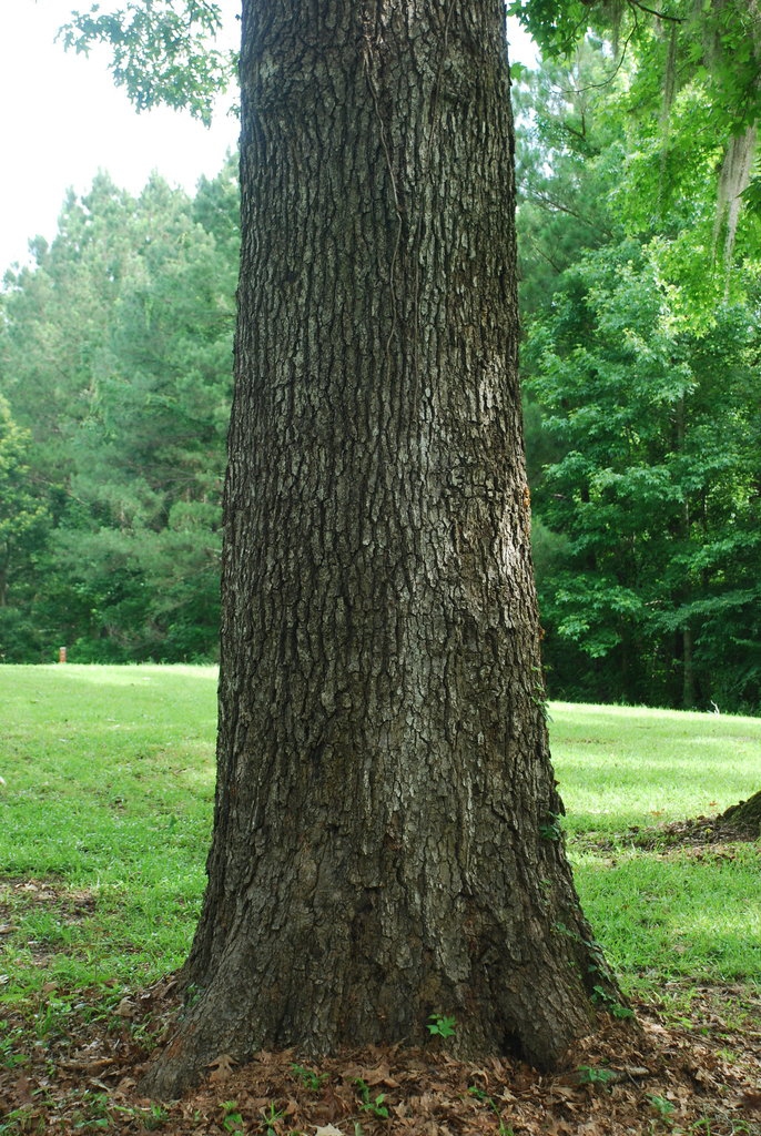Cherry Wood Tree Cherry Wood Tree