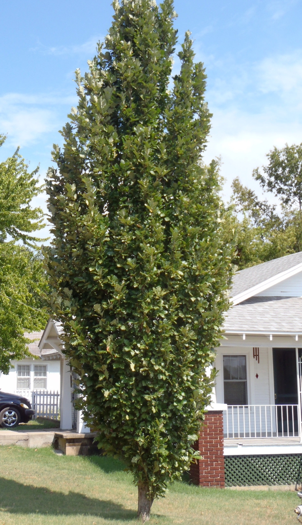 Quercus robur 'Fastigiata'