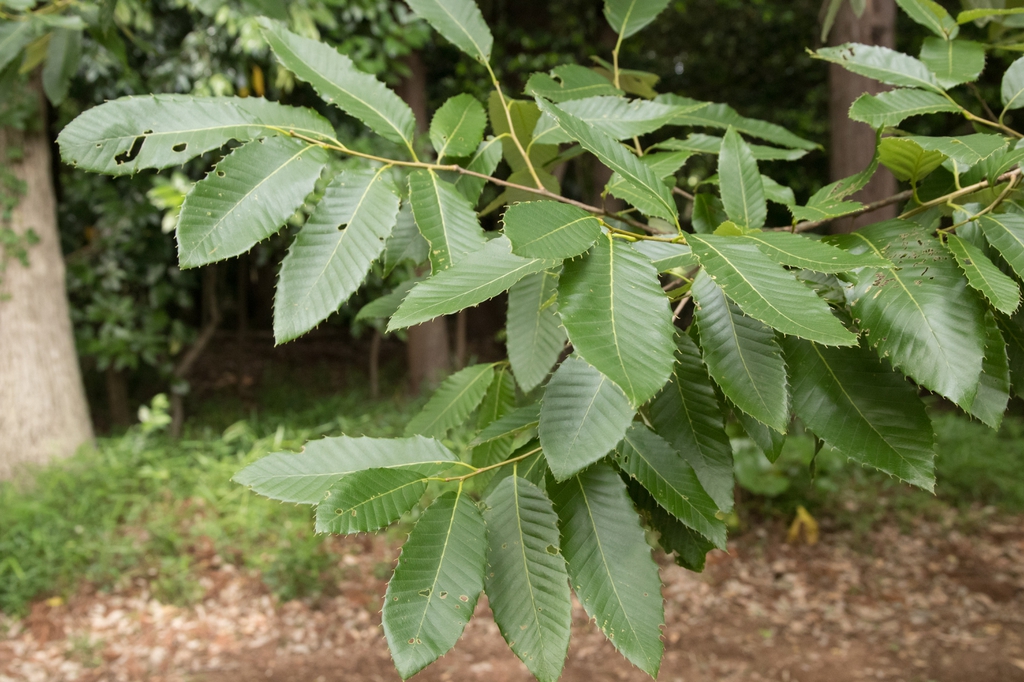 Leaves