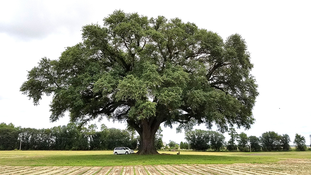 Quercus virginiana