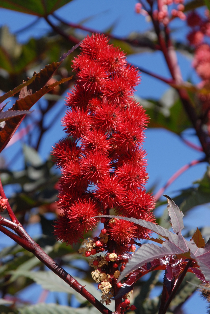 Castor Bean Flower Castor Bean Flower