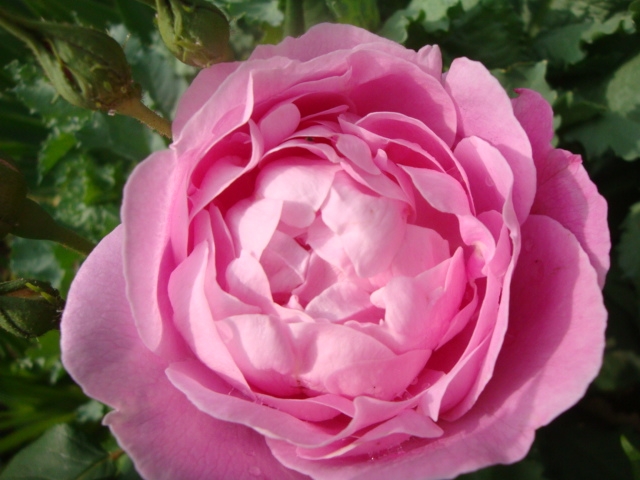 Close-up of a pink, divided rose flower.