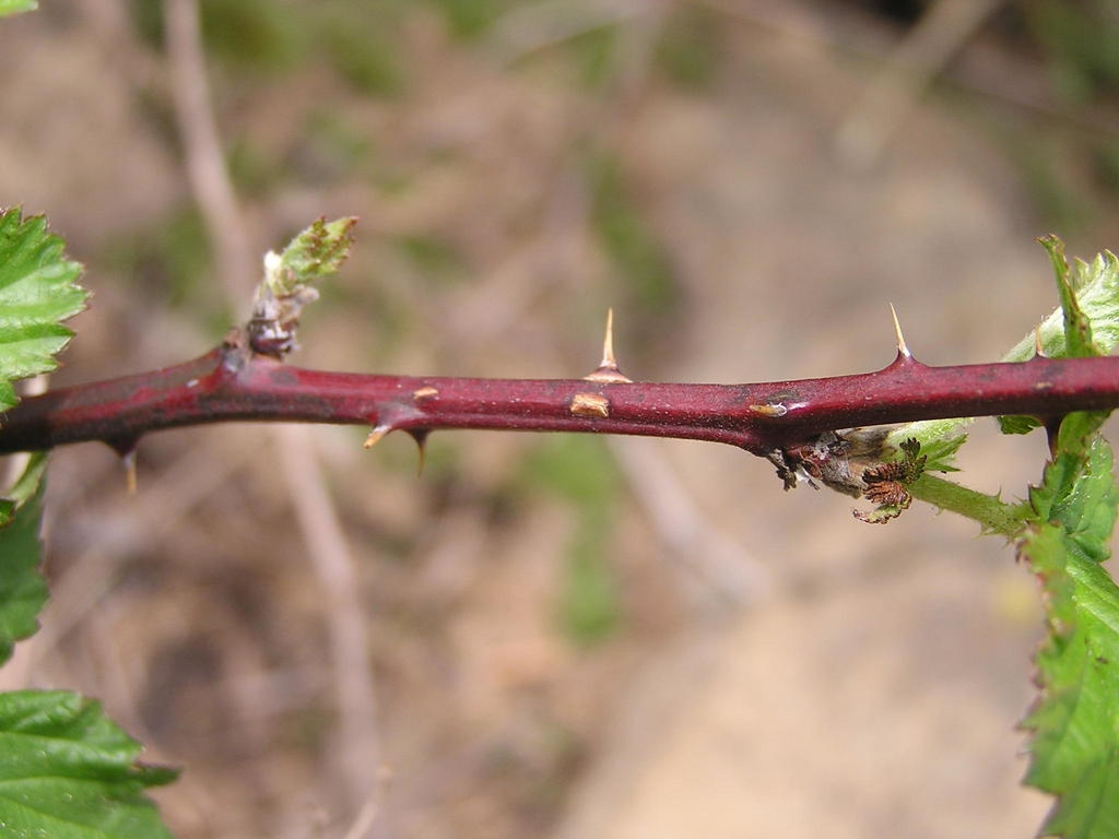 Stem with thorns