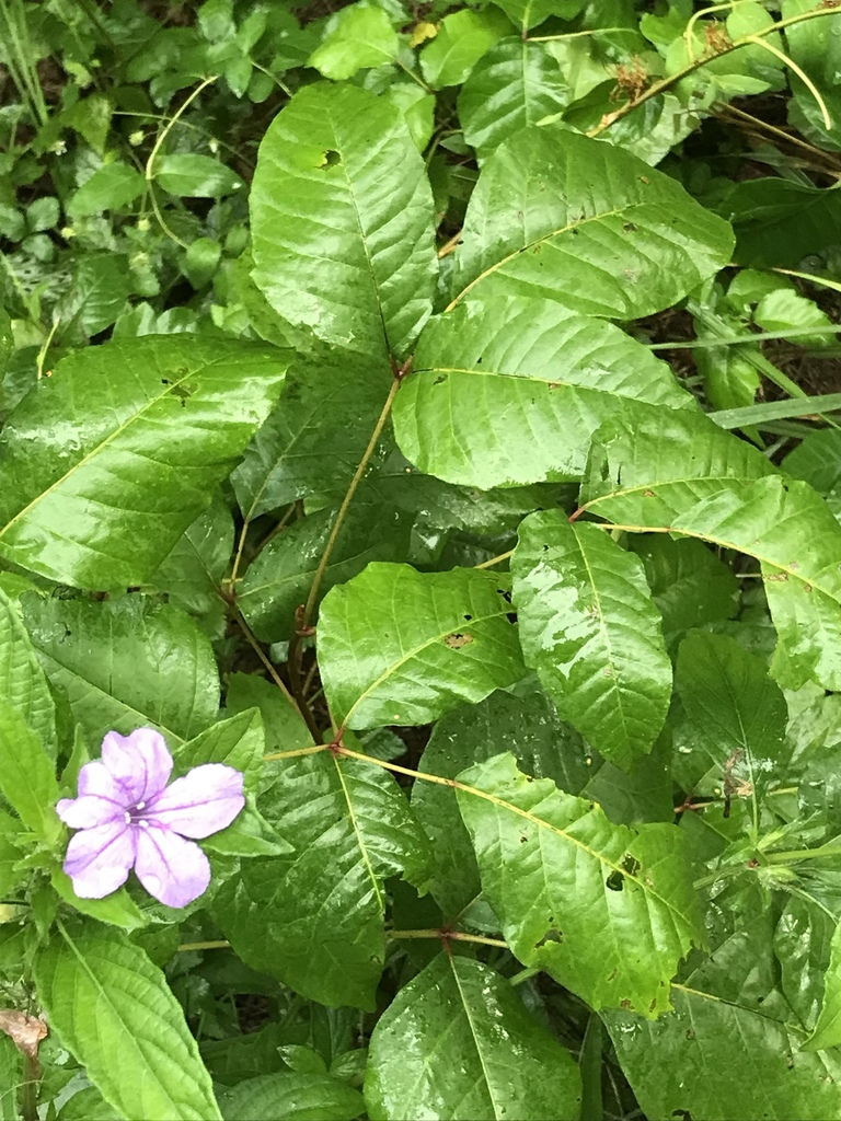 Leaves