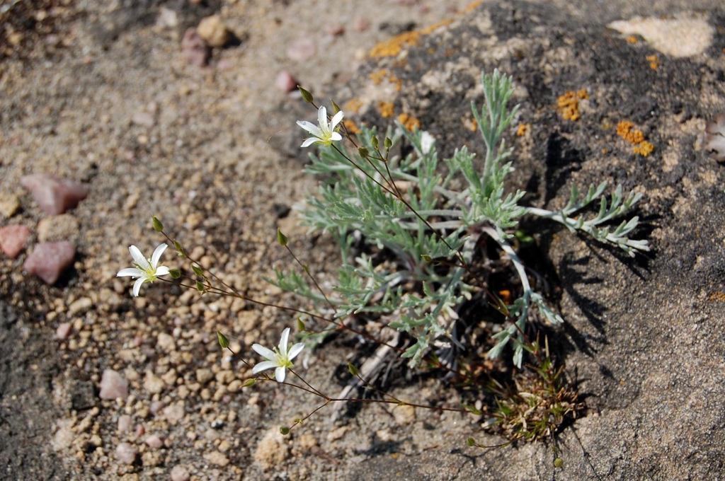 Sabulina michauxii