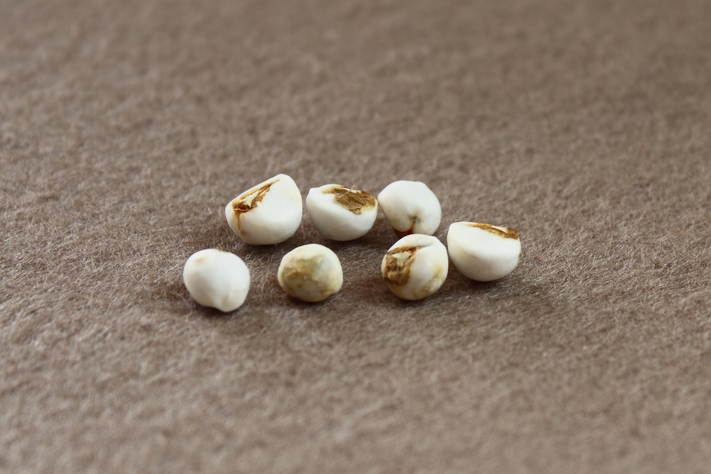Seeds