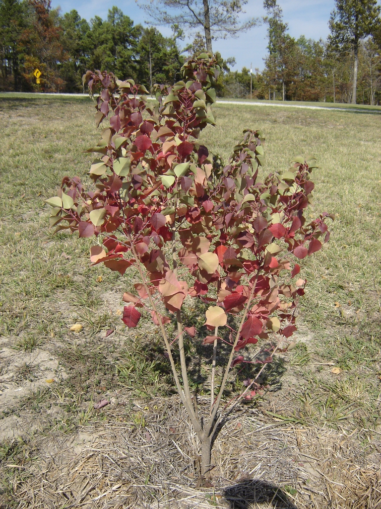 Sapium sebiferum Fall Color Form