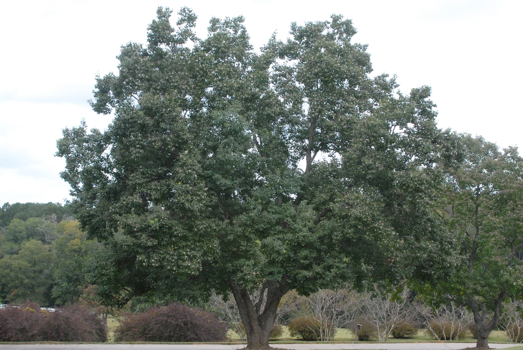 Sapium sebiferum