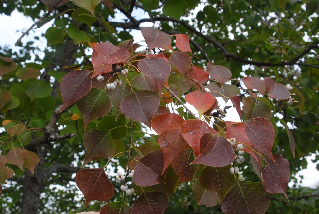 Red fall color