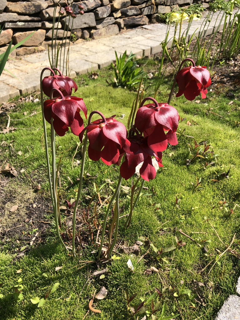 Serracenia x excellens in Spring
