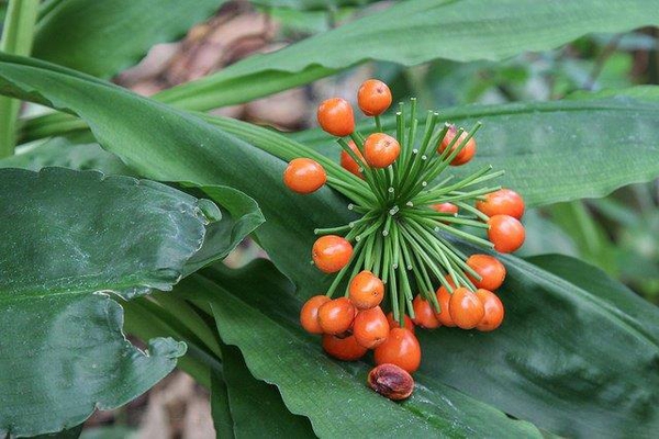 Scadoxus multiflorus