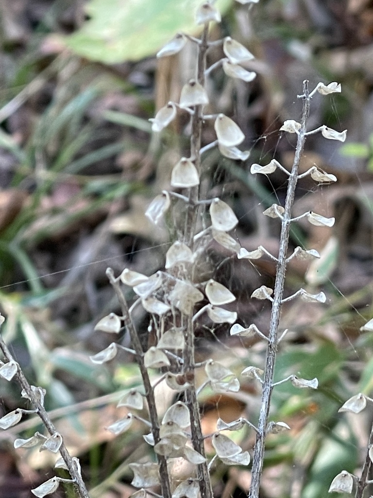 Seed capsules in Oct.