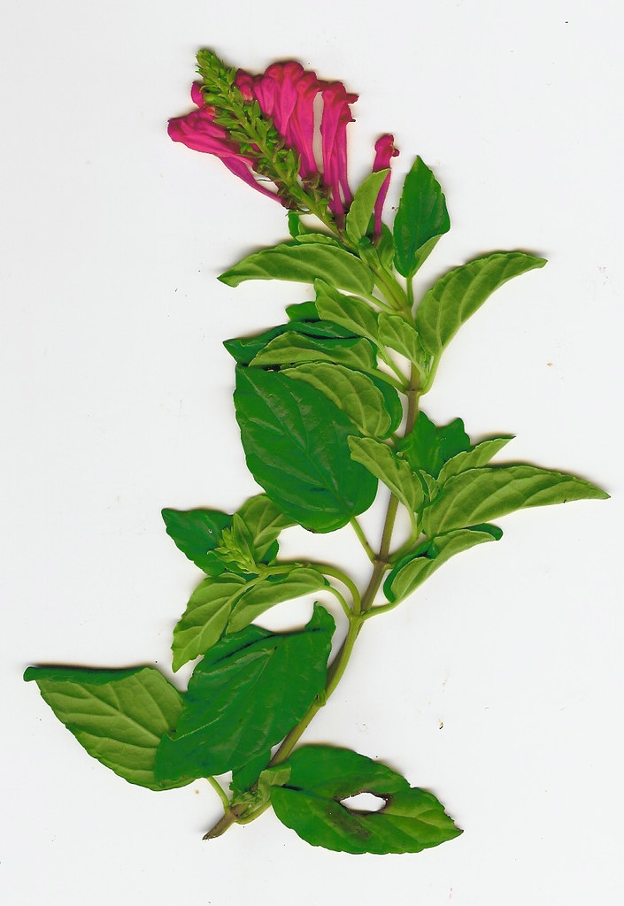 Scutellaria suffrutescens