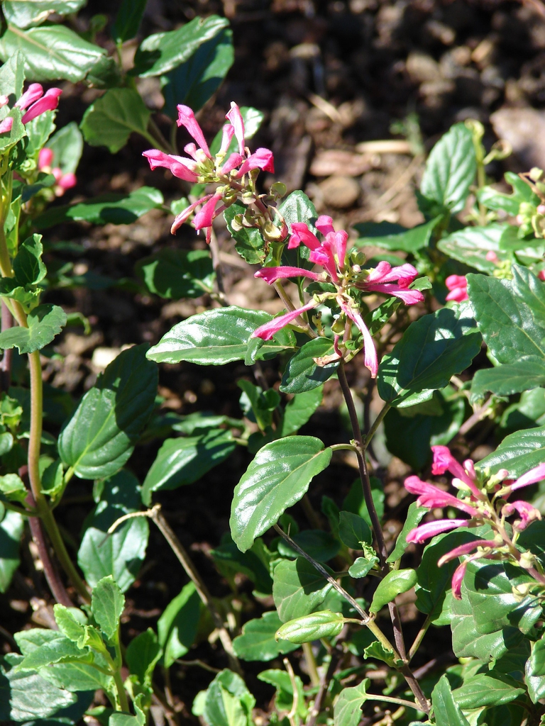 Scutellaria suffrutescens