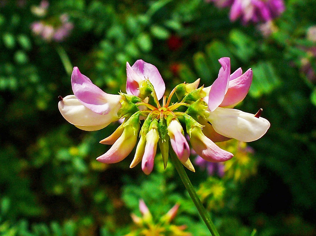 leaves and flowers