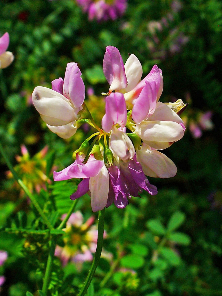leaves and flowers