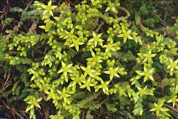 Sedum Acre Biting Stonecrop Gold Moss Stonecrop North Carolina Extension Gardener Plant Toolbox