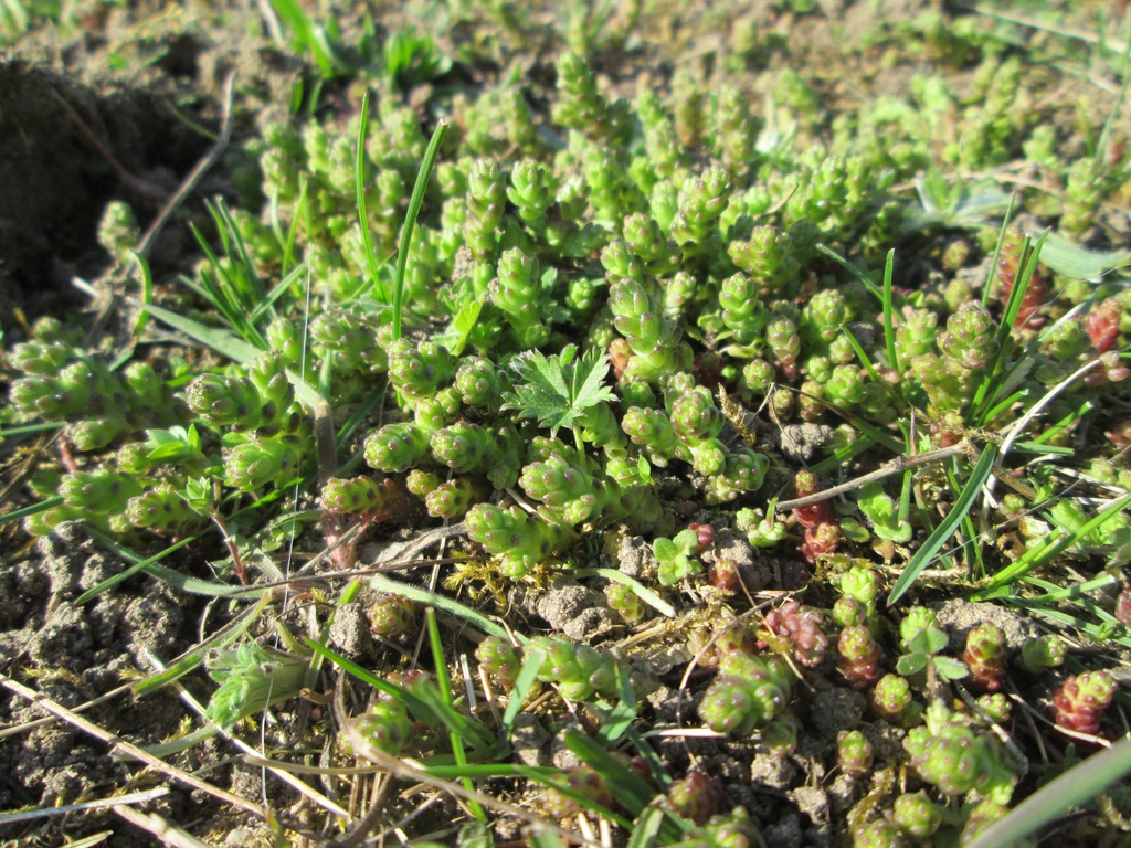 Sedum Acre