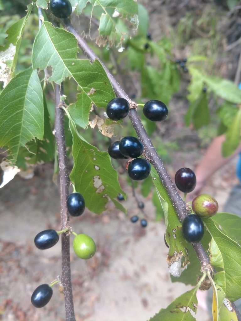 Maturing fruits