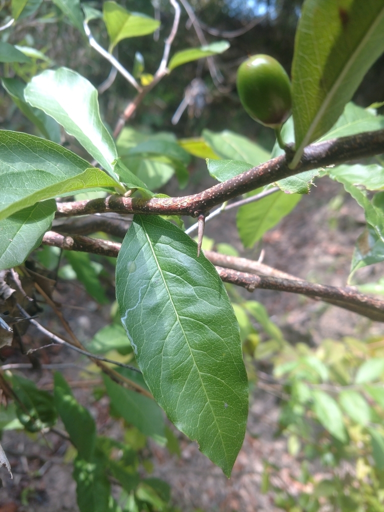 Leaf and stem