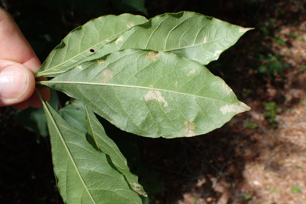 Underside of leaf