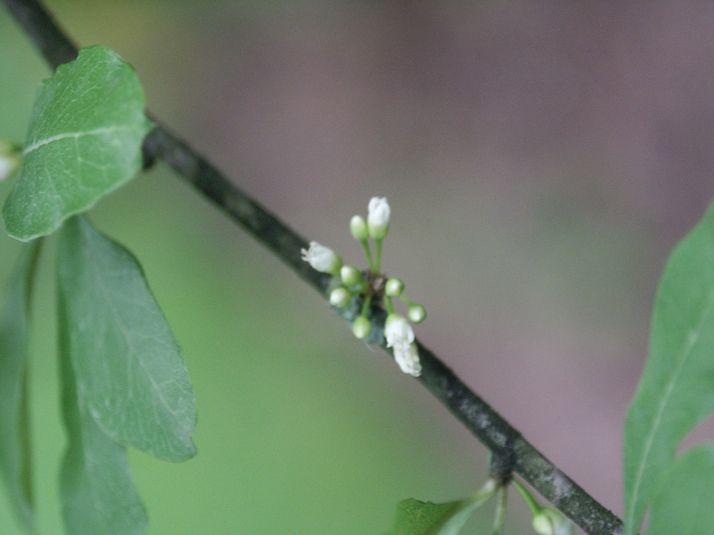 White flowers