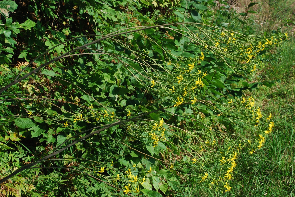 Yellow flowers (Pleasant Garden, NC)-Late Summer