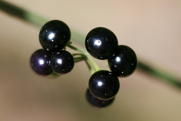 Solanum americanum