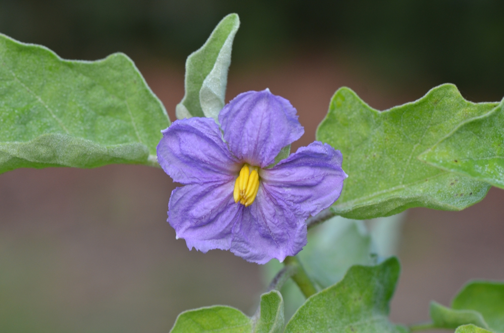 40 White Star Finger Fruit Eggplant Seeds – Solanum Melongena Aubergine, USA