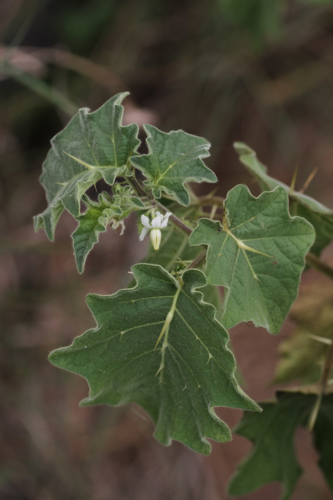 Leaves