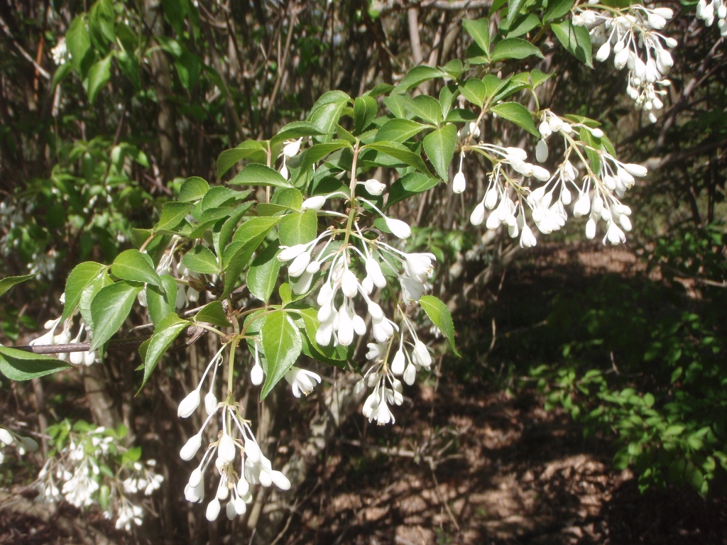 Flower and Leaves