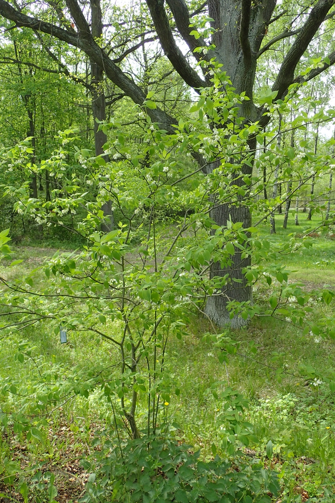 Staphylea colchica