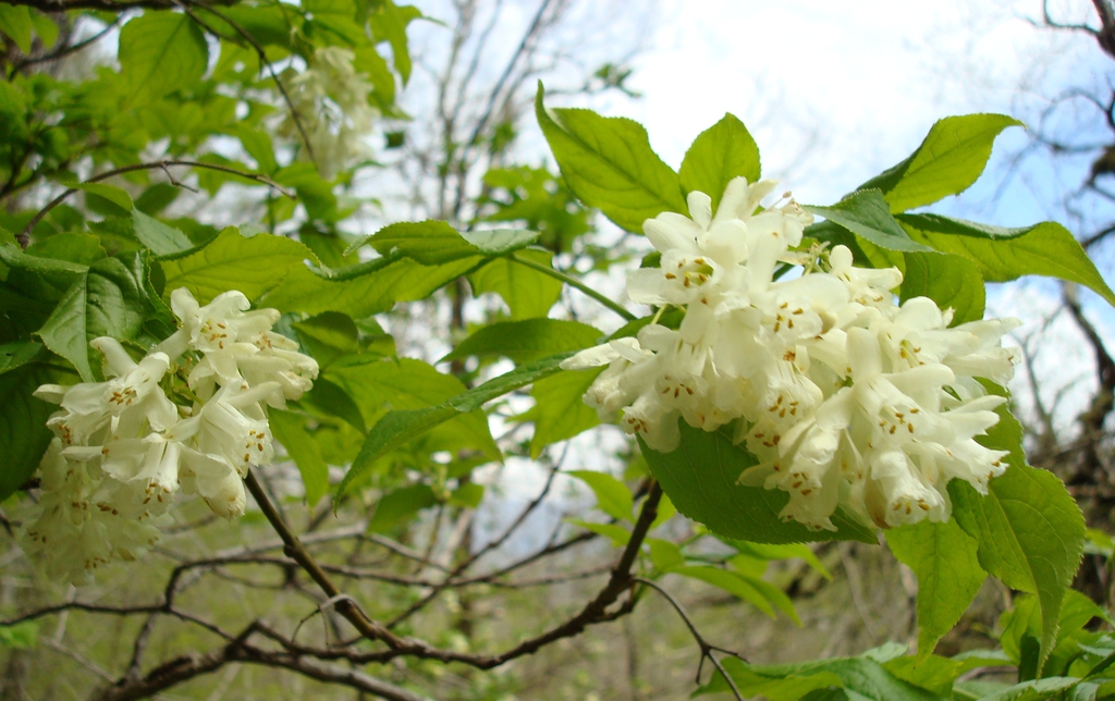 Flower and Leaves