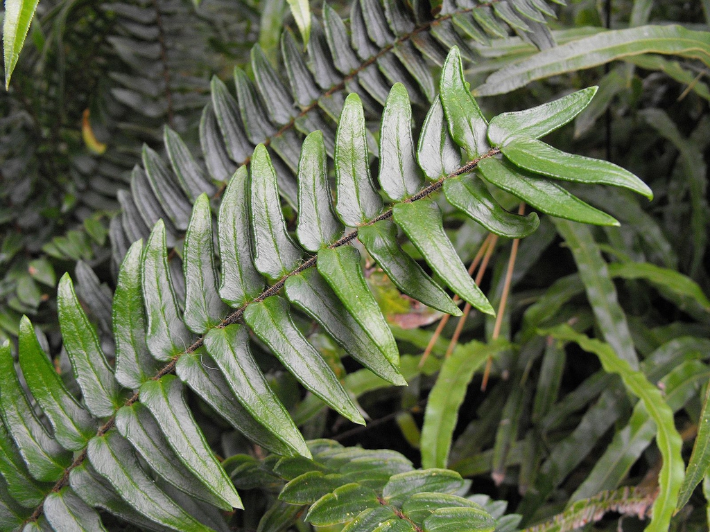 P. falcata