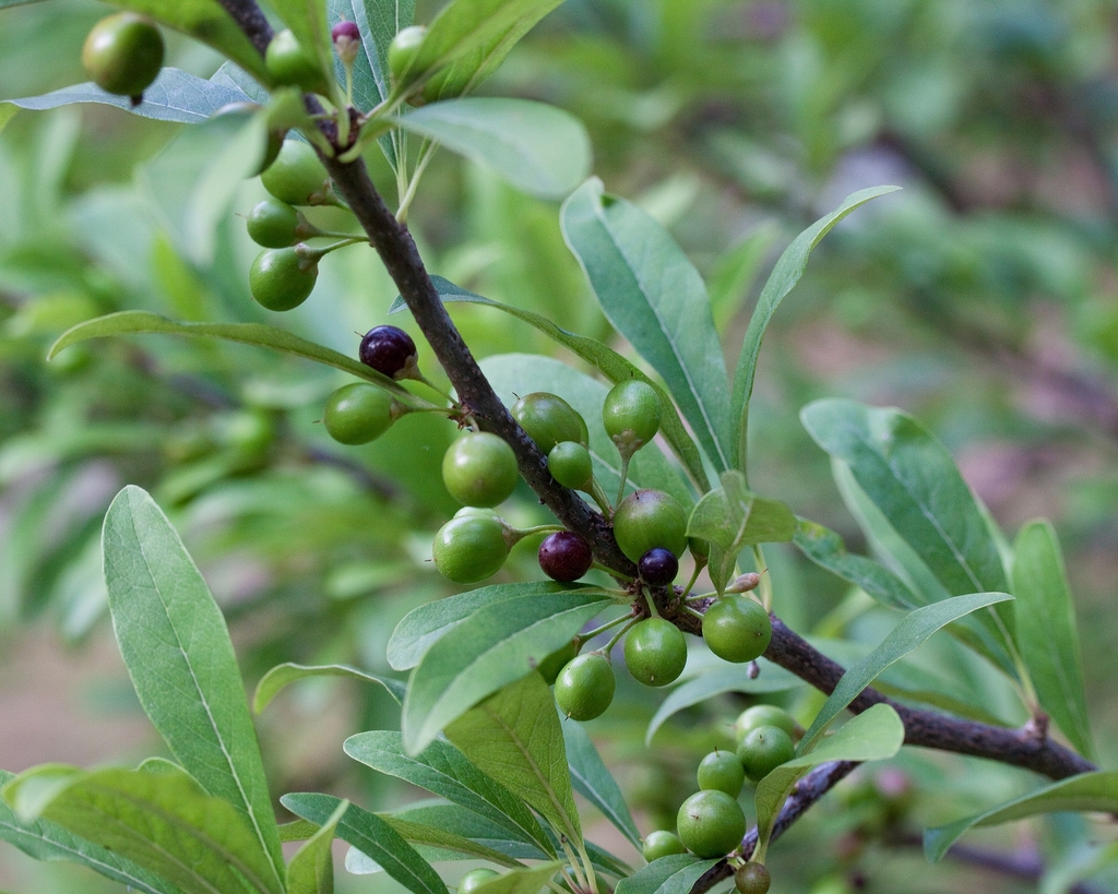 Stem with immature fruits