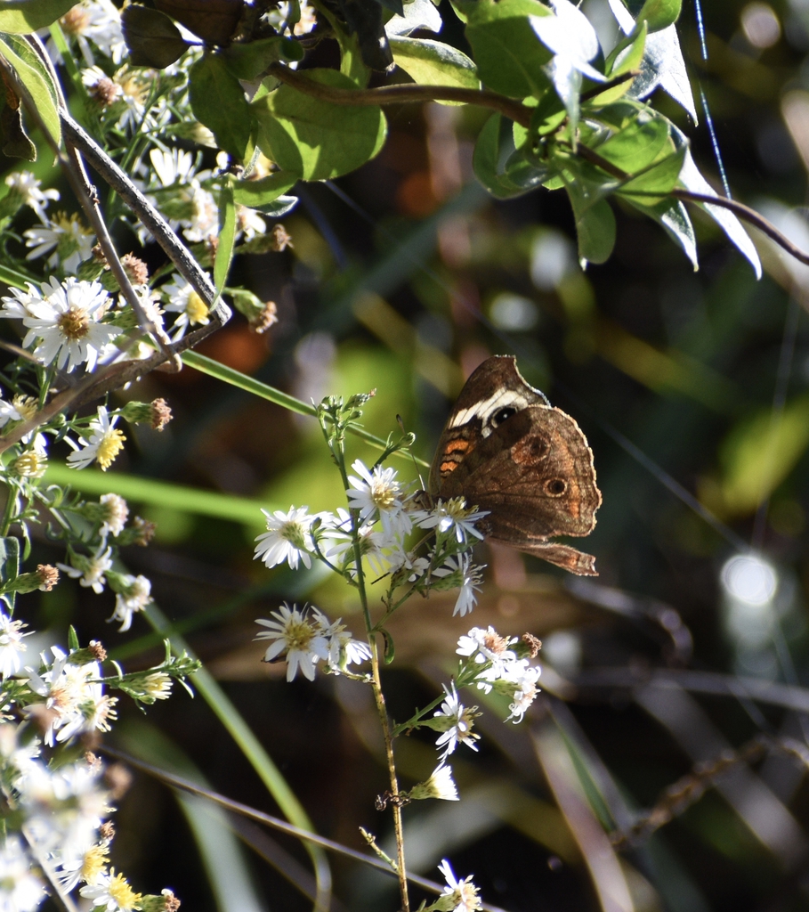 Summer - Warren Co., NC