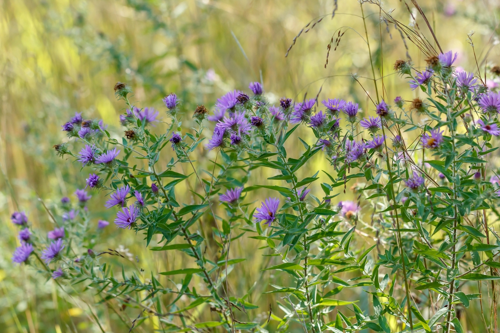 Form in native habitat