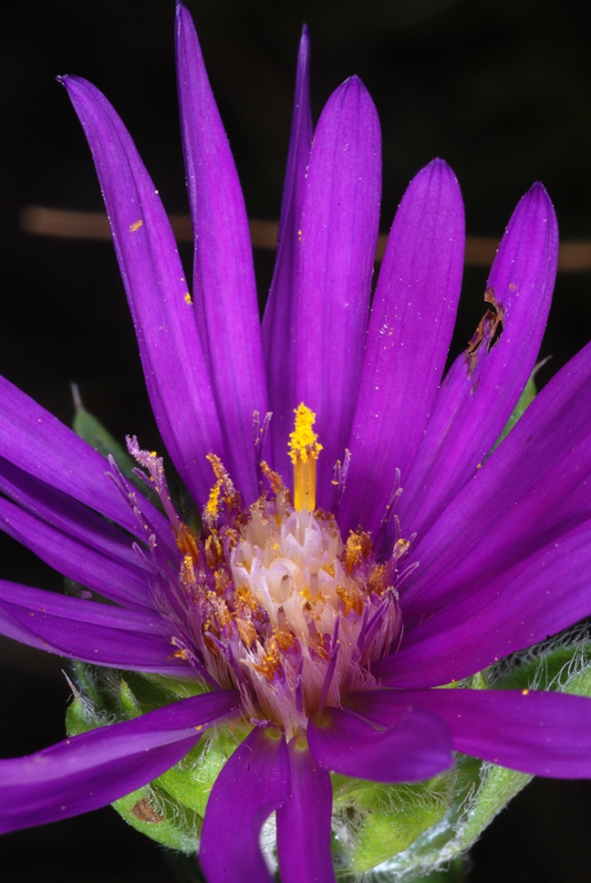 Purple ray flowers (Sumter County, US-AL)-Mid Fall