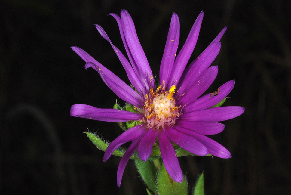 Flower close-up (Sumter County, US-AL)-Mid Fall