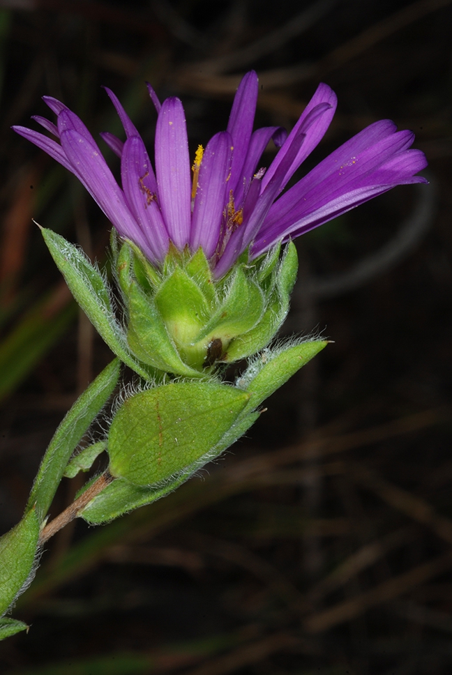 Side view of flower (Sumter County, US-AL)-Mid Fall