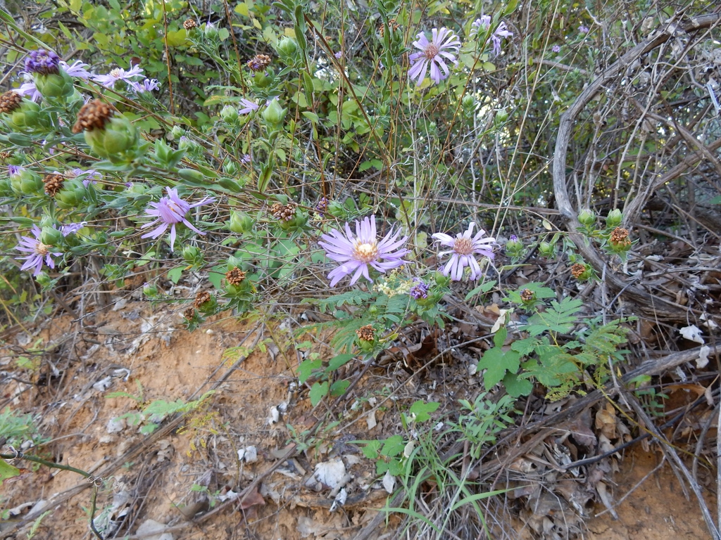 Form in native habitat