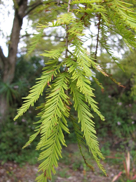 bald cypress tree leaf identification