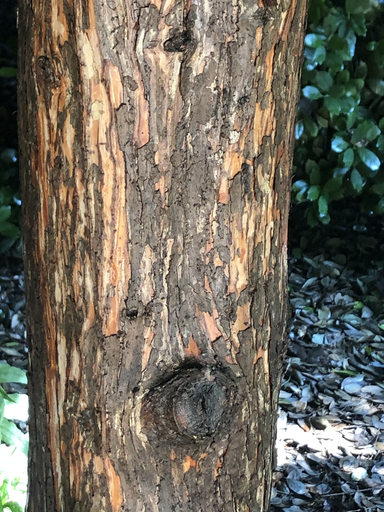 'Cody's Feathers' - Bark -Aug. 9 - Wake Co., NC