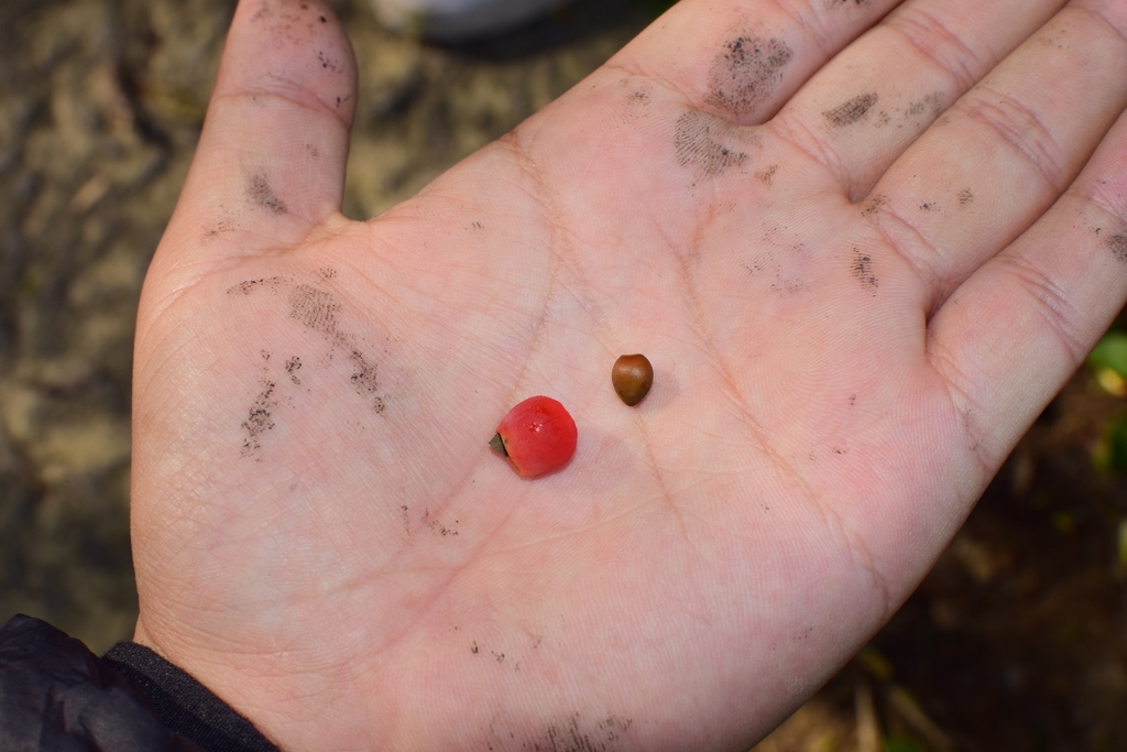 Hand holding pea-sized red arils and seeds.