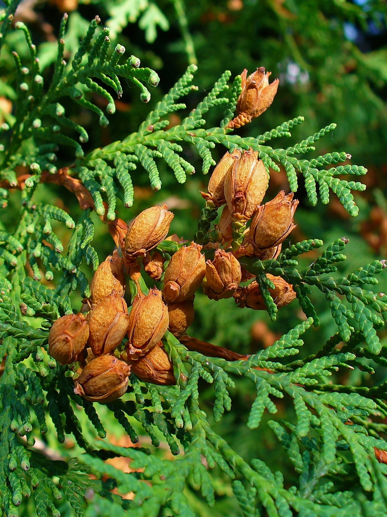 Thuja Occidentalis Thuja Occidentalis