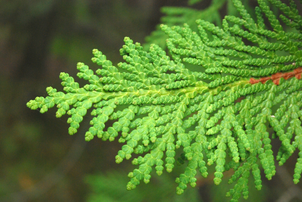 Thuja Occidentalis Species At Bruce Lohr Blog Thuja Occidentalis Species At Bruce Lohr Blog