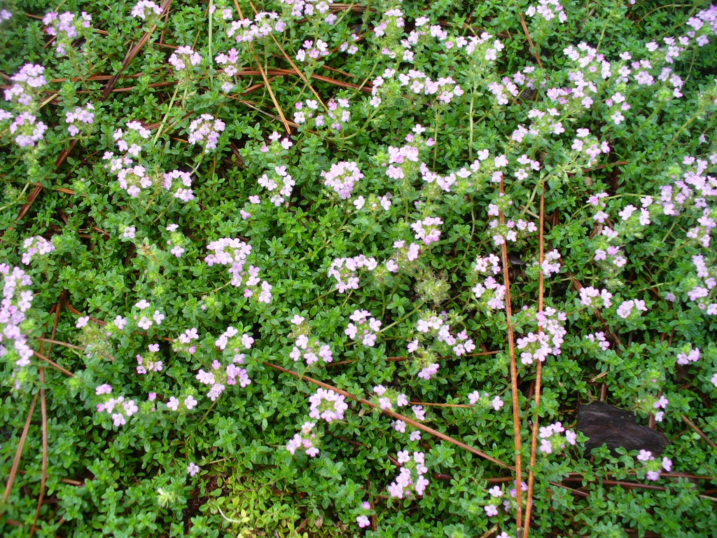 Thyme ssp. groundcover in summer in Moore County