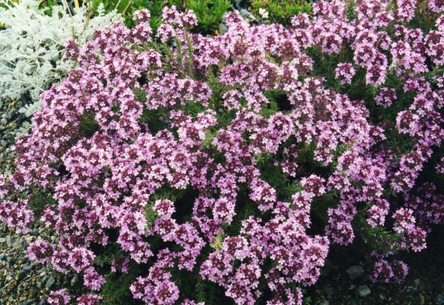 Form