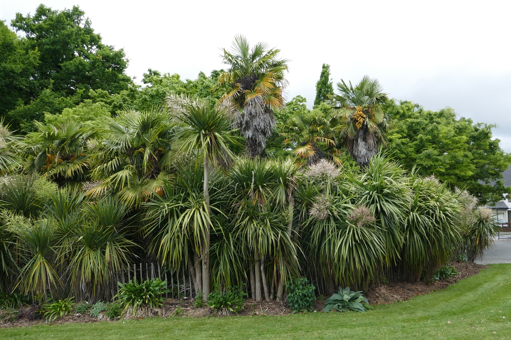 Trachycarpus Fortunei Chinese Fan Palm Chinese Windmill Palm Chusan 