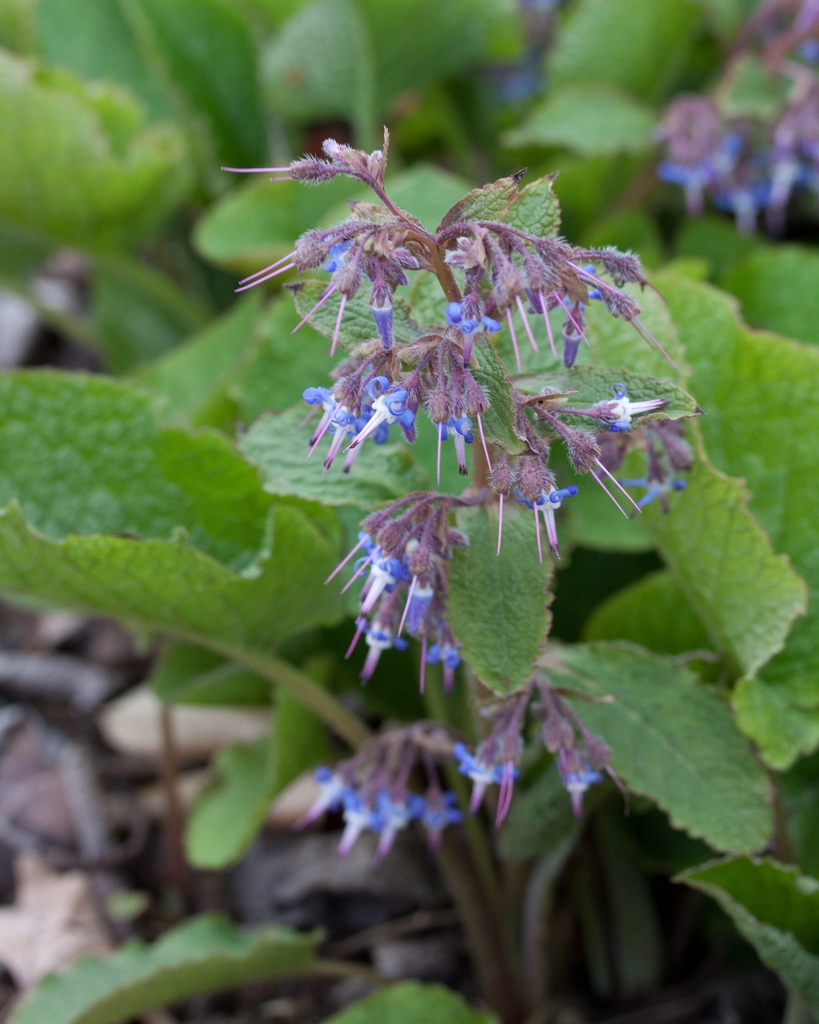 Trachystemon Orientalis Abraham Isaac And Jacob Early flowering 